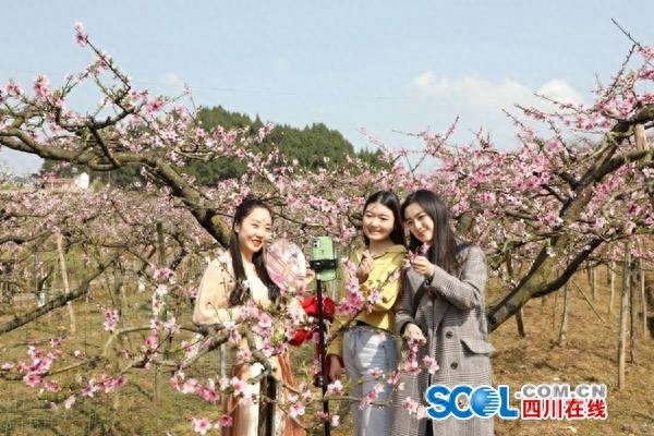 南充西充的桃花开了，桃花漂亮，人更美！你喜欢看什么呢？