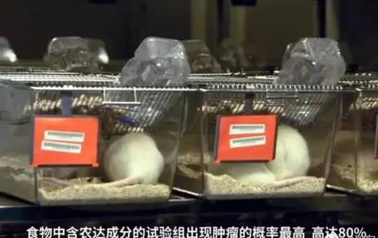 转基因真相 | 崔永元：有人出2亿让我对转基因沉默，饿死也不答应！