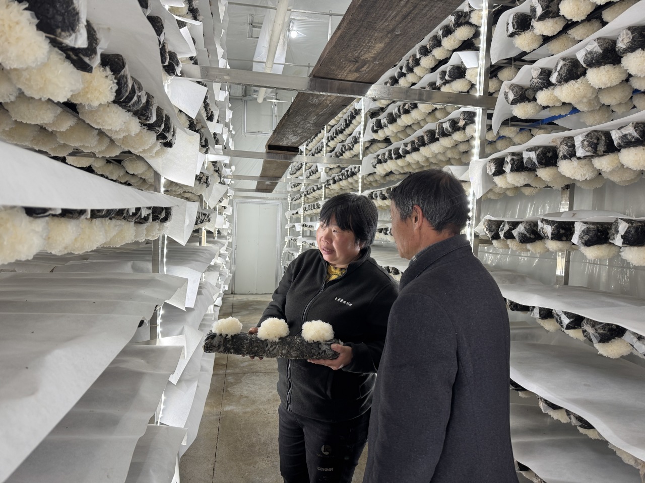 高质量发展调研行｜寿宁：逆流回归“新农人” “半分田”里谋振兴