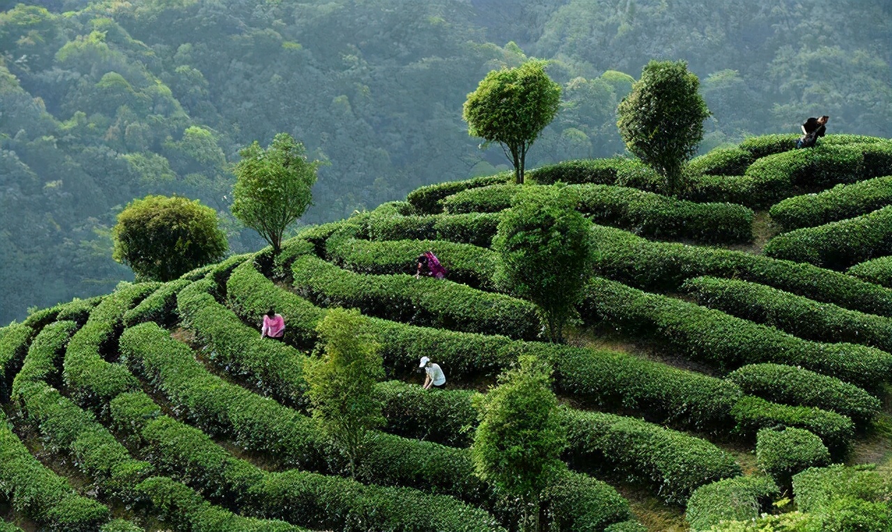 发端于四川省邛崃山脉的黄茶之首——蒙顶茶