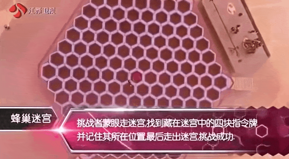 《最强大脑》7位选手现状：有人靠卖课为生，水哥的生活令人向往