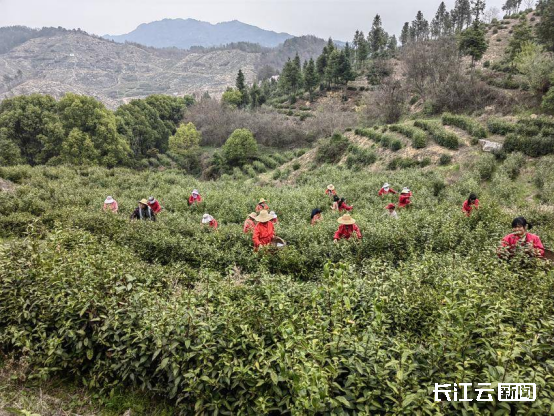 “绿叶子”变“金叶子”，大悟一片小茶叶撬动22.5亿元大产业