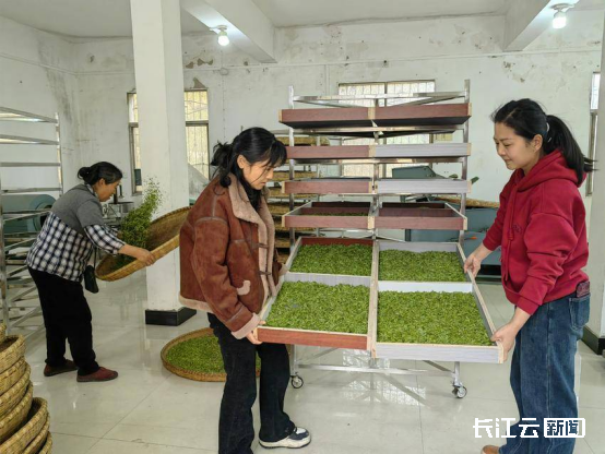 “绿叶子”变“金叶子”，大悟一片小茶叶撬动22.5亿元大产业