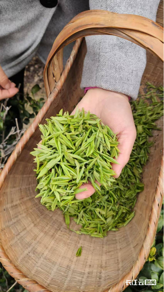 “绿叶子”变“金叶子”，大悟一片小茶叶撬动22.5亿元大产业