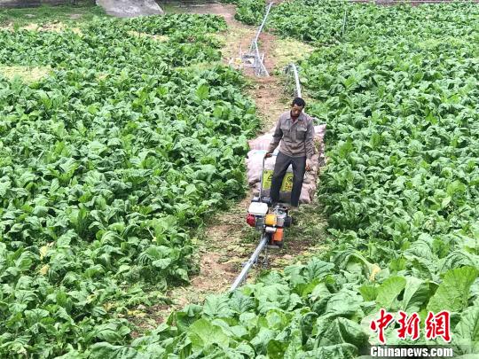 创业青年抖音卖榨菜 重庆涪陵百年传统产业迎新叙事