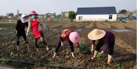 安徽霍邱县周集镇：依靠产业帮扶 群众走出贫困旋涡