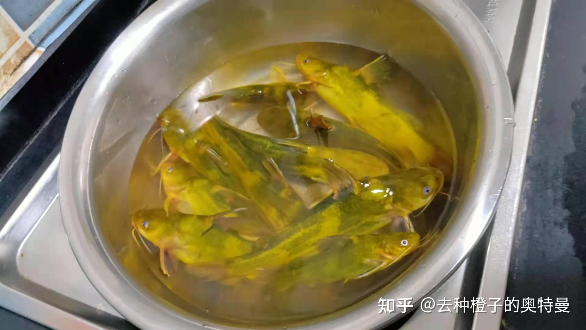 新手钓鱼入门大汇总（超级详细）