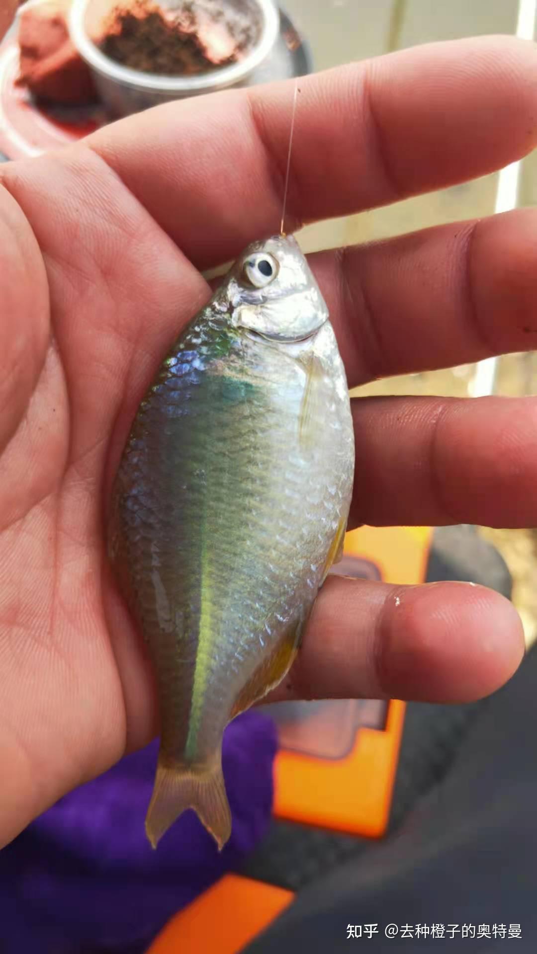 新手钓鱼入门大汇总（超级详细）