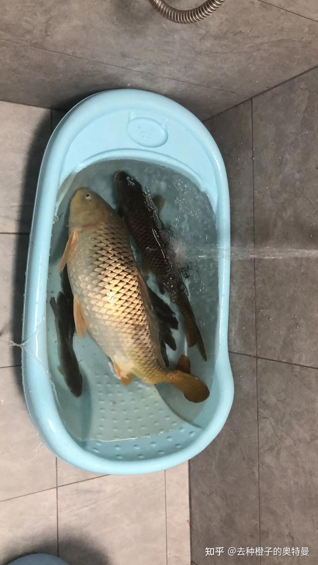 新手钓鱼入门大汇总（超级详细）