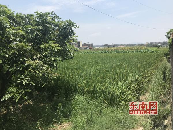 莆田城厢区灵川镇村民反映水塘被填占 回应：村民为清理卫生而填埋