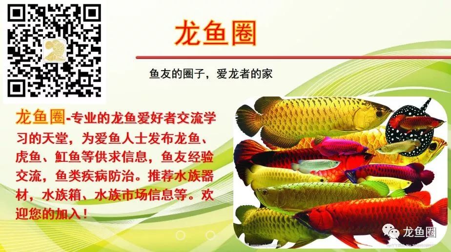 太阳的光和灯光有什么区别_【龙鱼圈】水中灯、顶灯对龙鱼的影响， 三基色和LED区别及灯的排放位置
