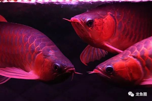 太阳的光和灯光有什么区别_【龙鱼圈】水中灯、顶灯对龙鱼的影响， 三基色和LED区别及灯的排放位置