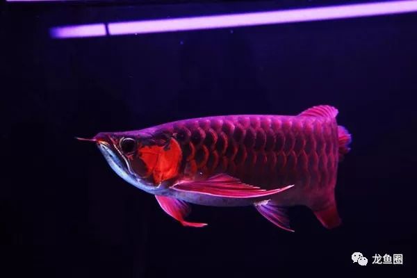 太阳的光和灯光有什么区别_【龙鱼圈】水中灯、顶灯对龙鱼的影响， 三基色和LED区别及灯的排放位置