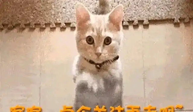 葛天从刘翔前妻到实力演员 离婚后活出精彩人生 她用演技证明自己