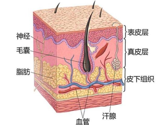 如果你掉进钢水里，会发生何事？是先感到疼痛还是没疼就化了？