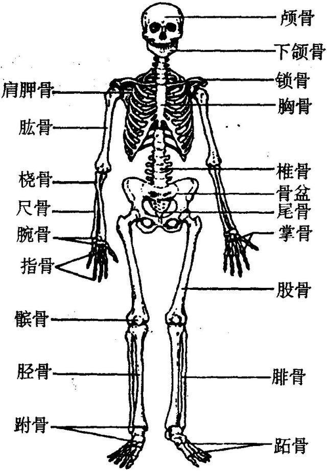 如果你掉进钢水里，会发生何事？是先感到疼痛还是没疼就化了？
