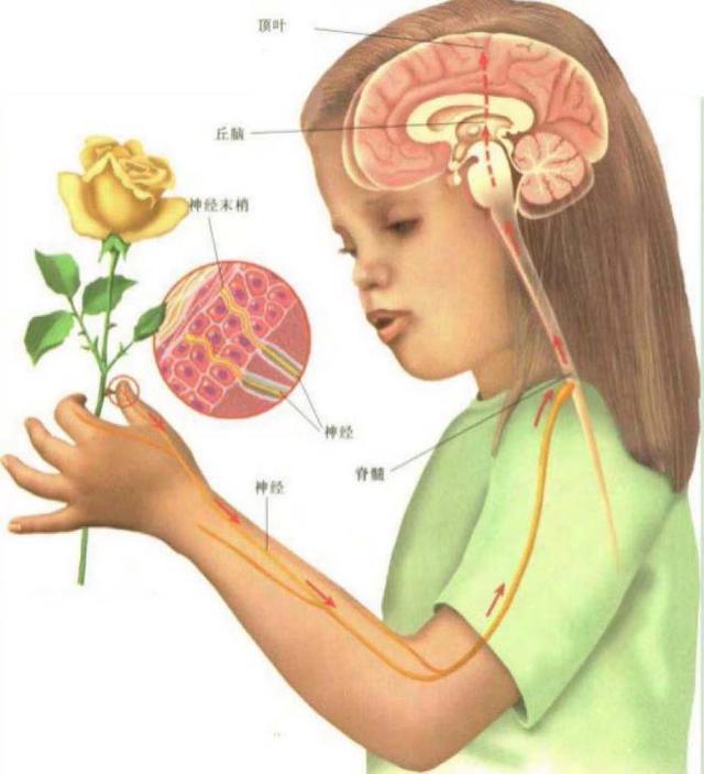 如果你掉进钢水里，会发生何事？是先感到疼痛还是没疼就化了？