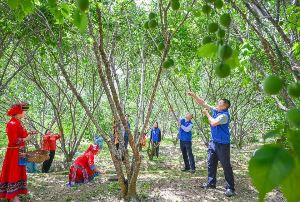 阳春市：集种植、加工、观光于一体，春湾青梅产业链逐步延伸