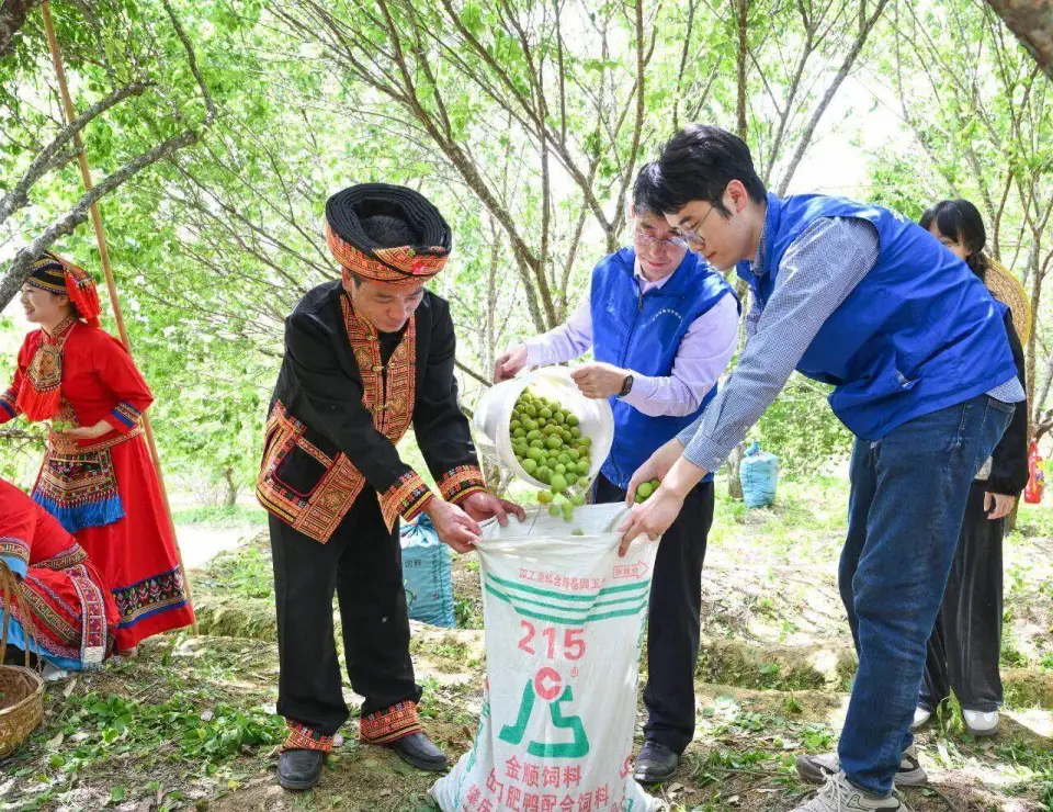 阳春市：集种植、加工、观光于一体，春湾青梅产业链逐步延伸