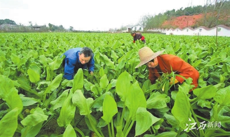 江西日报整版关注中医药强省建设：“望闻问切”江西中医药