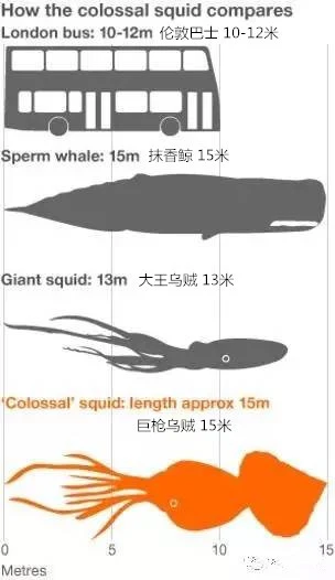神秘的大王乌贼只是第二的存在！还有一种乌贼更大！