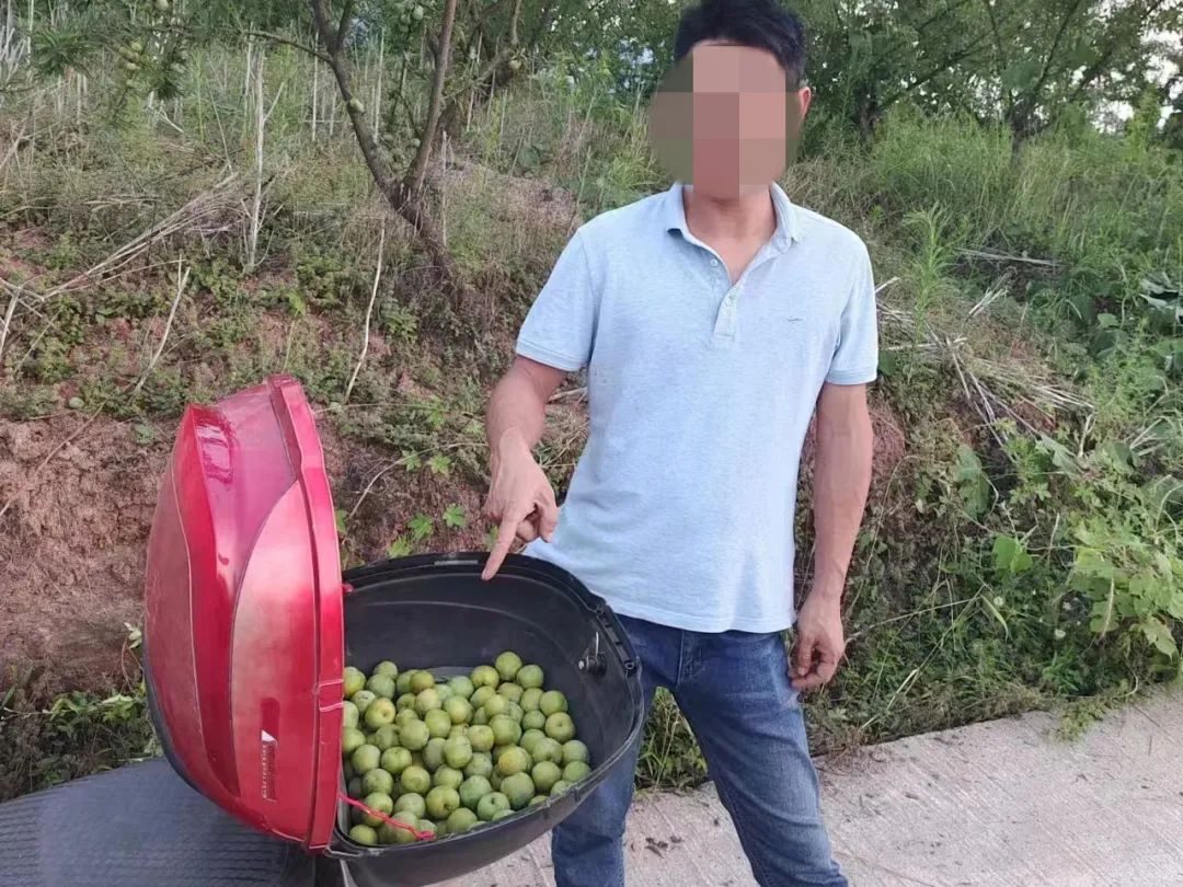 “摘”“拿”“采”“装”！蓬安这几起“顺手牵羊”案件，结果是……
