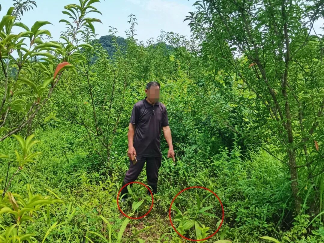“摘”“拿”“采”“装”！蓬安这几起“顺手牵羊”案件，结果是……