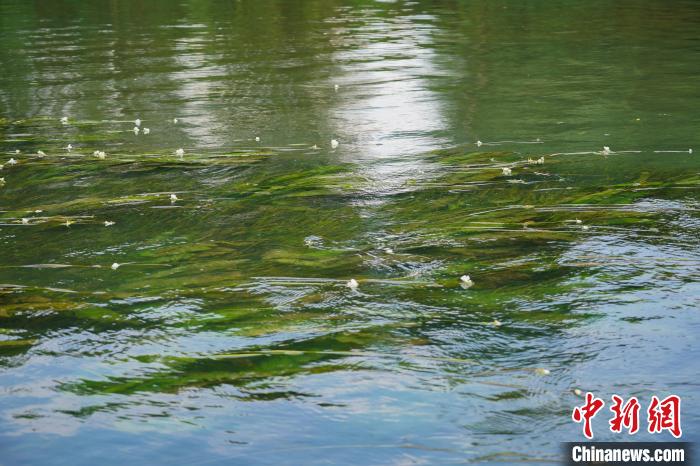广西鹿寨守护“水生态” 引珍稀生物成“常客”