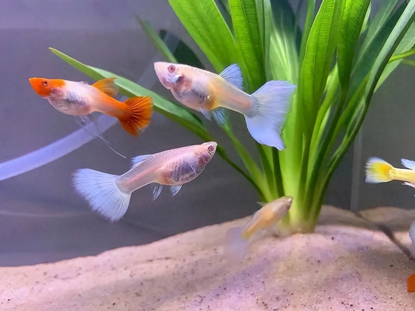孔雀鱼好养吗怎么养