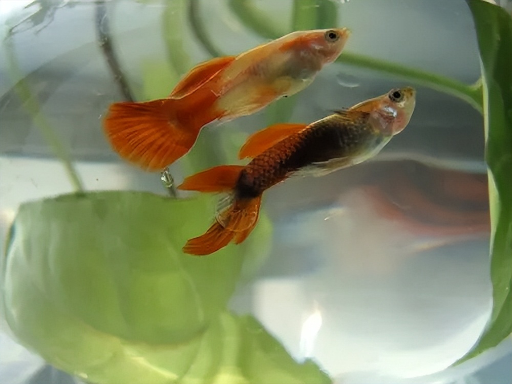孔雀鱼好养吗怎么养