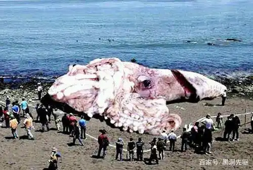 大王酸浆鱿和大王乌贼谁更大？它们真的敢攻击抹香鲸吗？