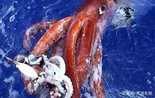 大王酸浆鱿和大王乌贼谁更大？它们真的敢攻击抹香鲸吗？