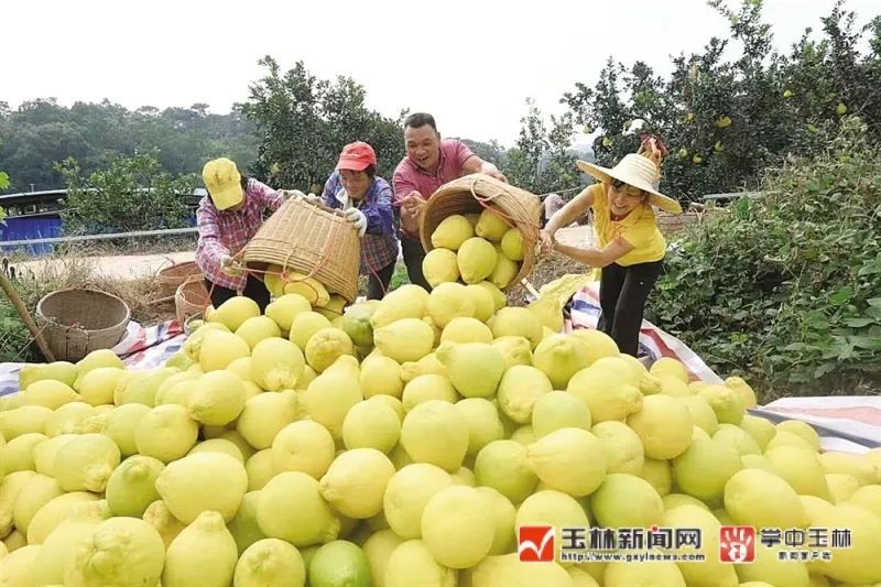 「玉林这十年」容县：擎旗奋进新时代