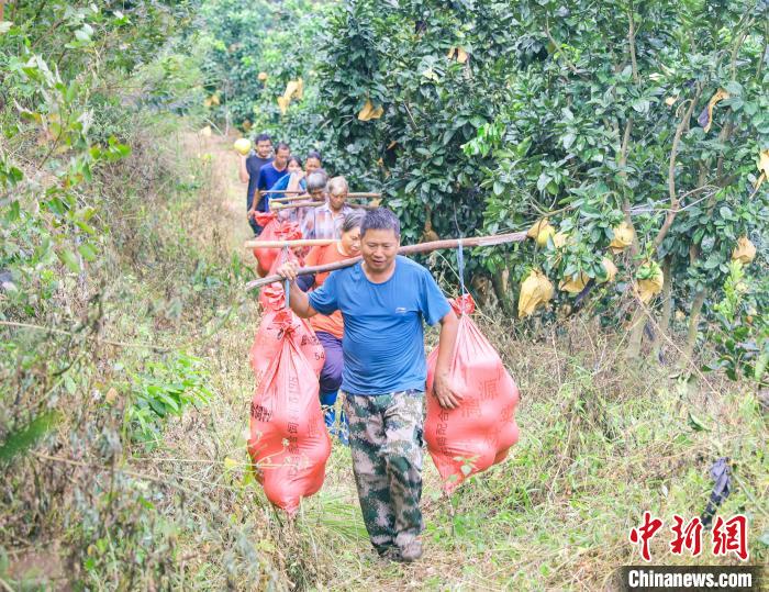 广西侨乡容县3万亩蜜柚丰收 柚香引客来