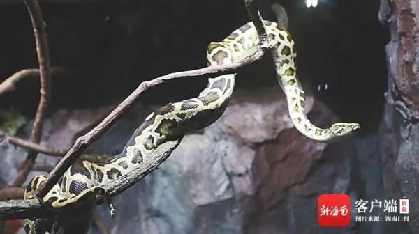 是“大胃王”也是“社恐”，这或许是你不了解的大蟒蛇
