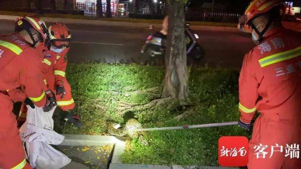 是“大胃王”也是“社恐”，这或许是你不了解的大蟒蛇