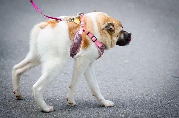 这些“长腿犬”，体型大到一般人不敢靠近