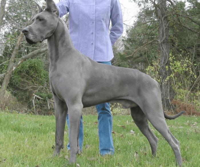这些“长腿犬”，体型大到一般人不敢靠近