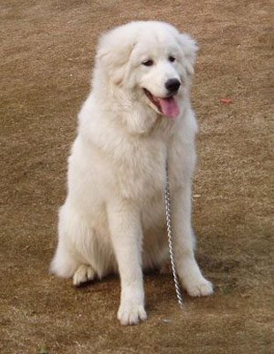 这些“长腿犬”，体型大到一般人不敢靠近
