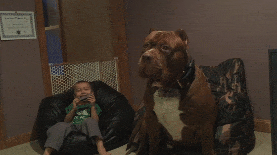 太吓人了！这些巨型犬，体型大到可以“当马骑”