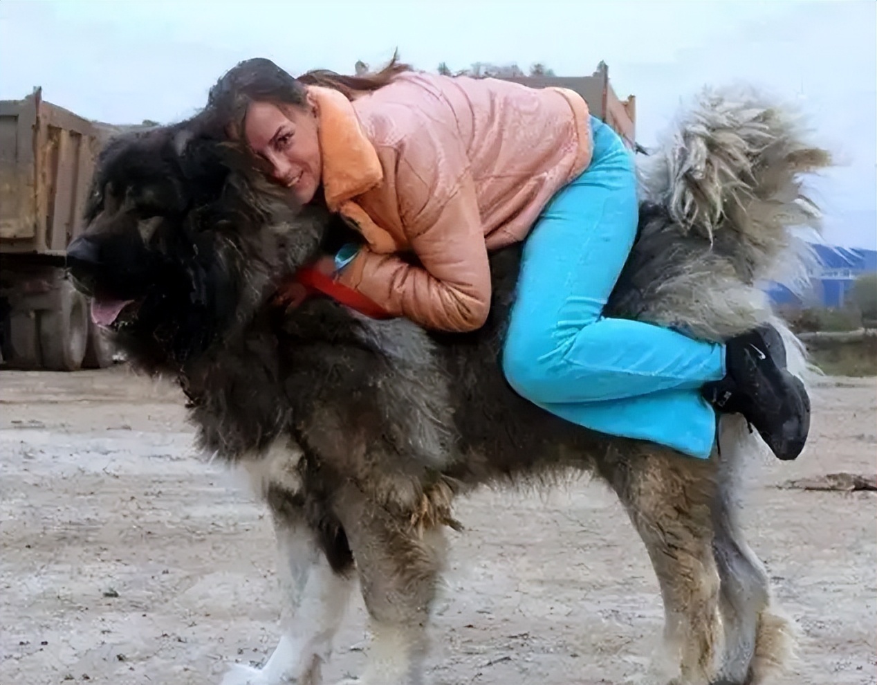 太吓人了！这些巨型犬，体型大到可以“当马骑”