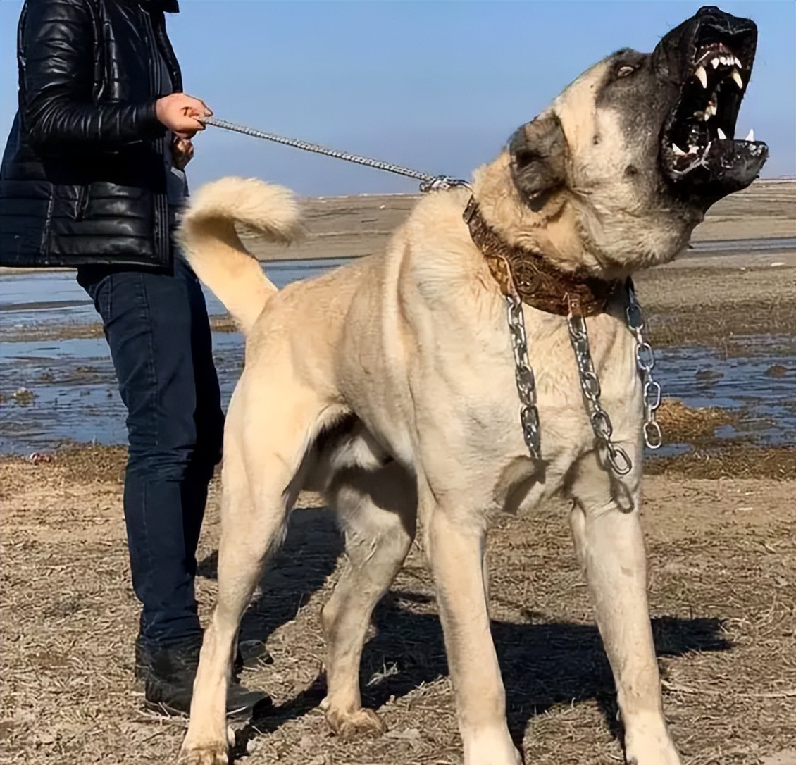 太吓人了！这些巨型犬，体型大到可以“当马骑”