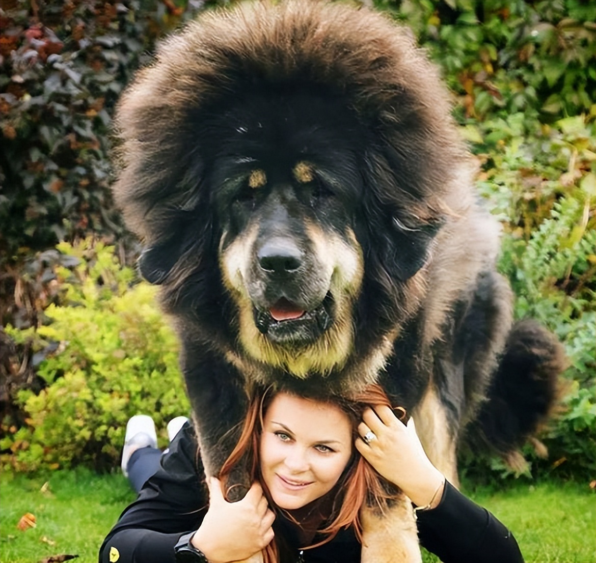 太吓人了！这些巨型犬，体型大到可以“当马骑”