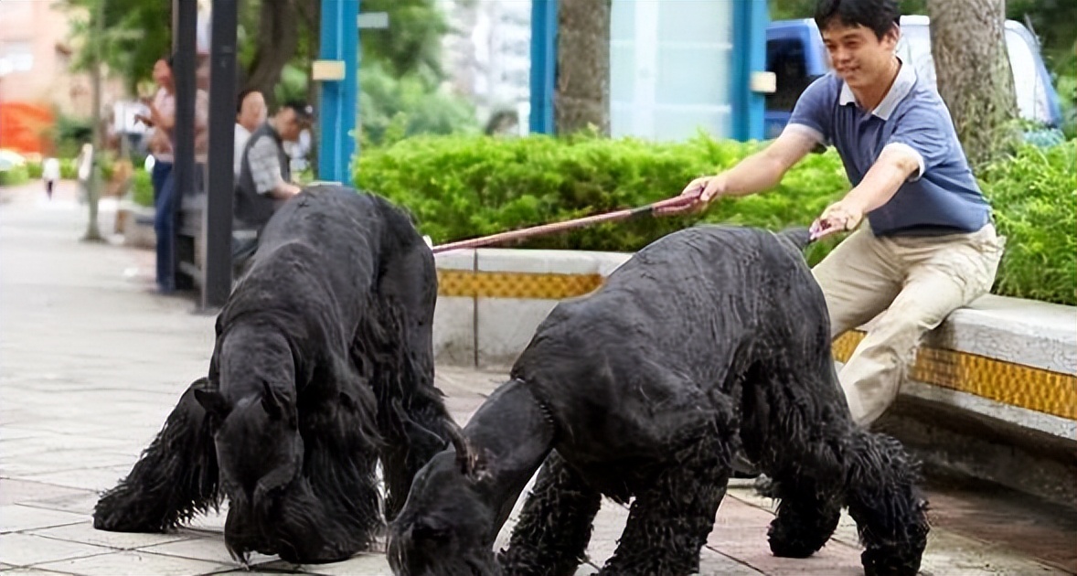 太吓人了！这些巨型犬，体型大到可以“当马骑”