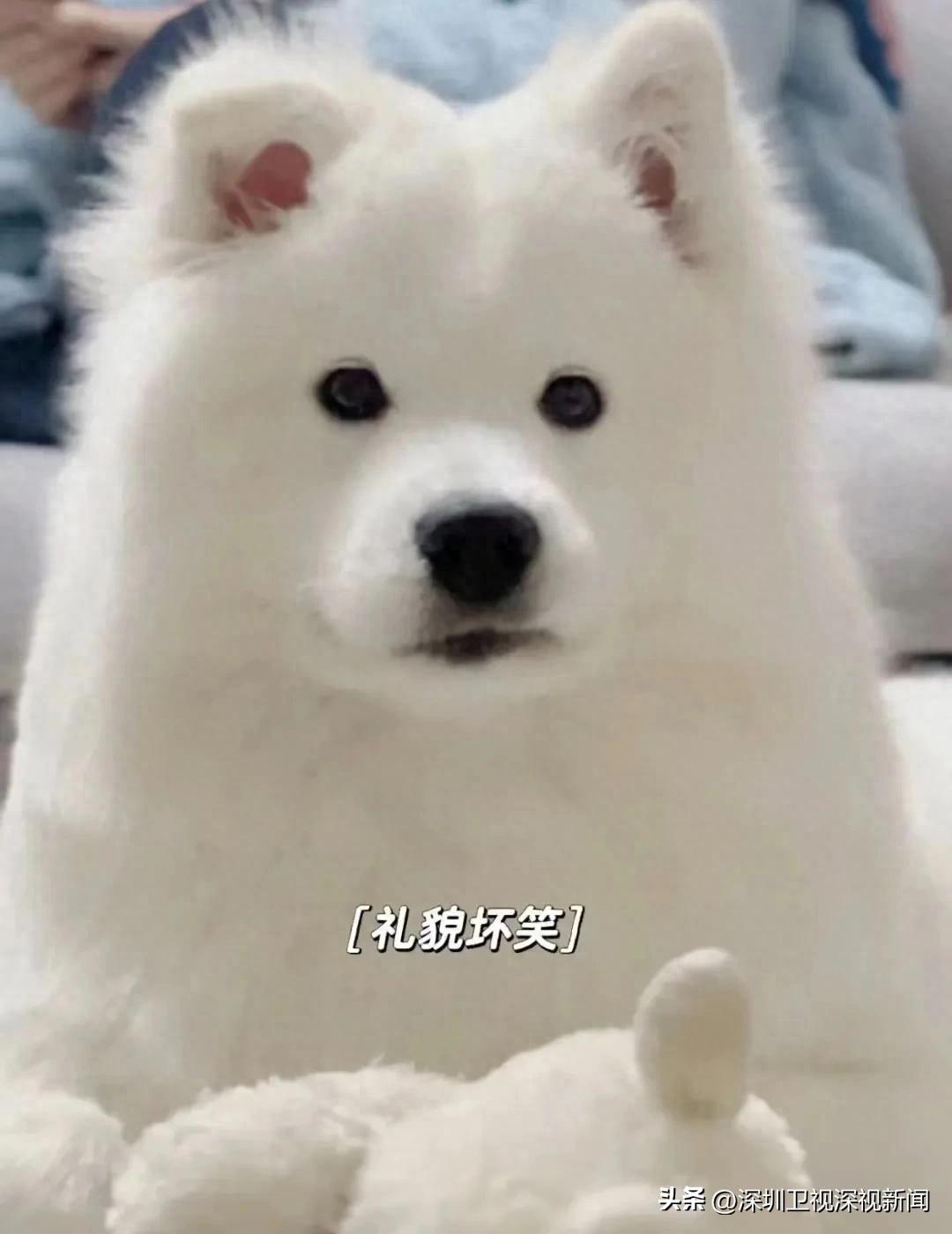 事关犬类禁养！深圳新增14种烈性犬