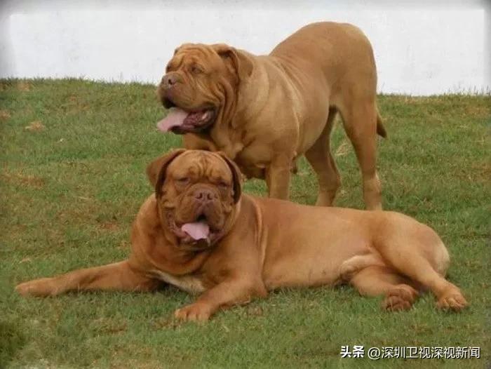 事关犬类禁养！深圳新增14种烈性犬