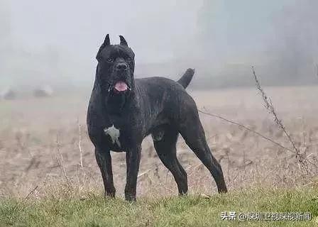 事关犬类禁养！深圳新增14种烈性犬