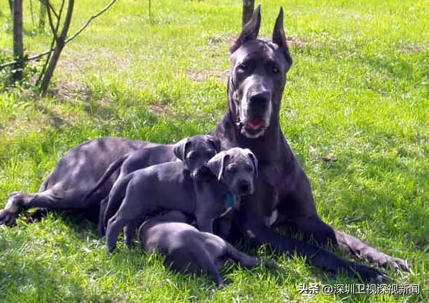 事关犬类禁养！深圳新增14种烈性犬