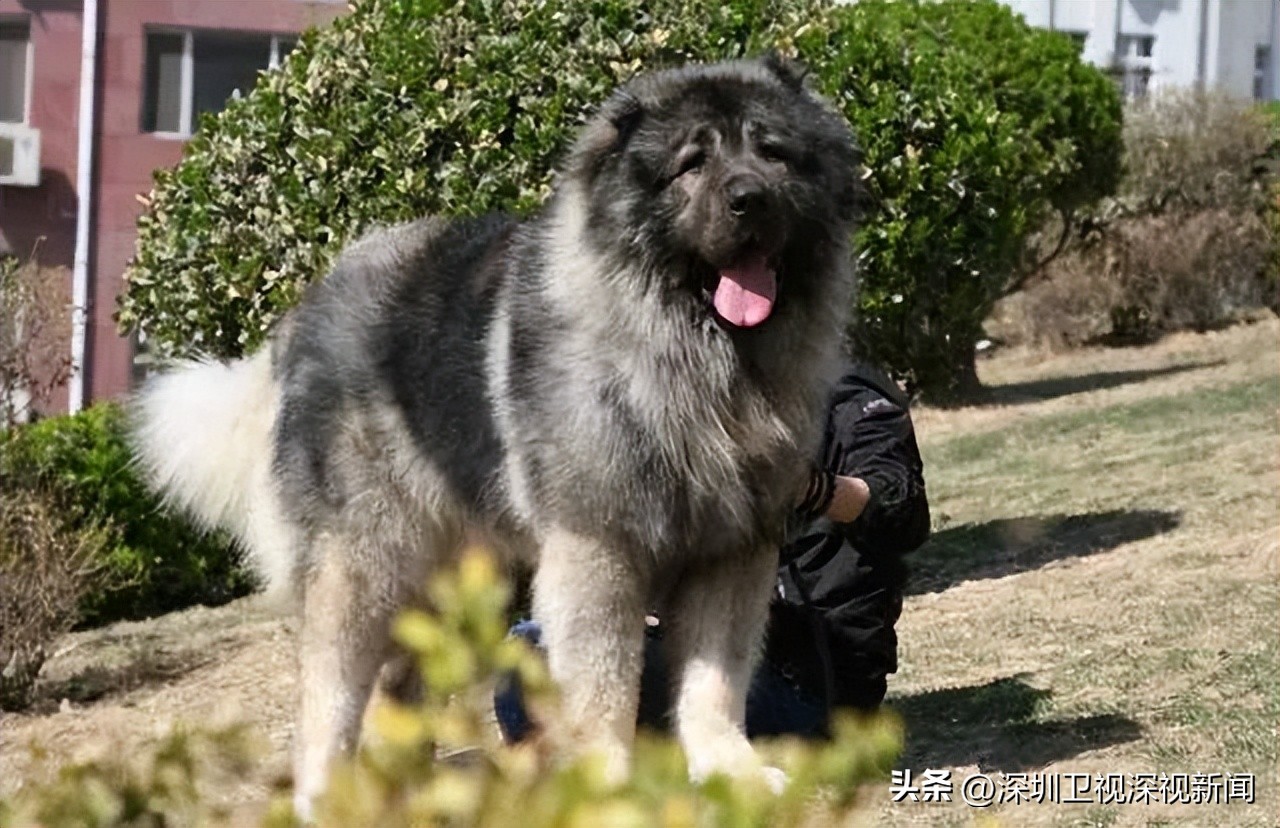 事关犬类禁养！深圳新增14种烈性犬