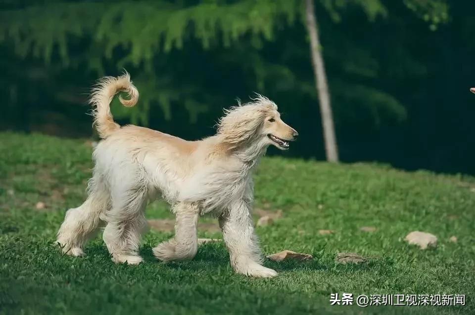 事关犬类禁养！深圳新增14种烈性犬